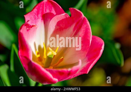 A tulip blooms at Bellingrath Gardens, March 4, 2022, in Theodore, Alabama. The 65-acre gardens opened to the public in 1932. Stock Photo