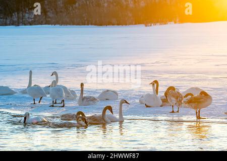 Trumpeter swans (Cygnus buccinator), Sunrise, St. Croix river, Wisconsin, Winter, USA, by Dominique Braud/Dembinsky Photo Assoc Stock Photo