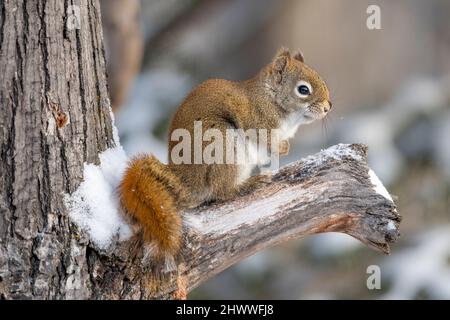 American Red squirrel (Scurius hudsonicus), perched on tree limb, Winter, E N America, by Dominique Braud/Dembinsky Photo Assoc Stock Photo