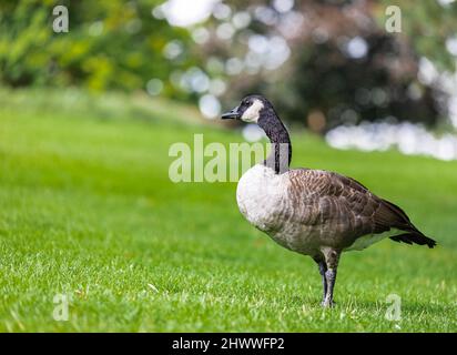 Canada hot sale goose 4565