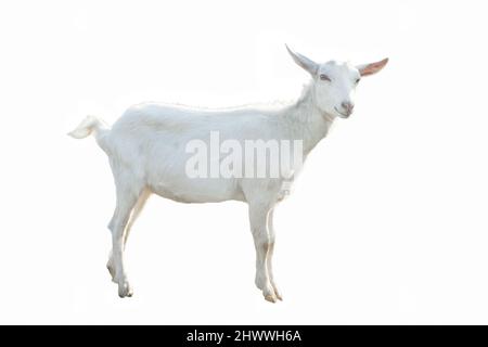 Young white goat in full growth isolated on white background Stock Photo