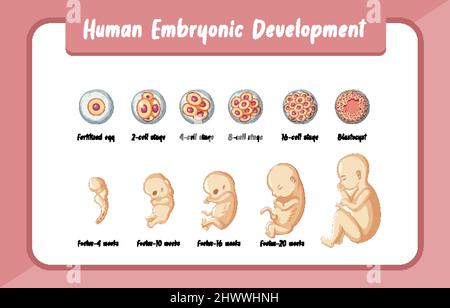 Biological illustration of human embryonic development - Different four ...