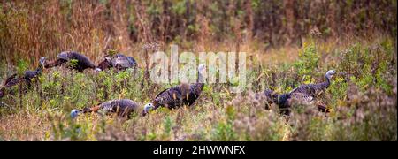 Eastern wild turkeys (Meleagris gallopavo) in early fall in central Wisconsin, panorama Stock Photo