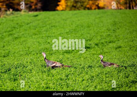 Two Eastern wild turkey males (Meleagris gallopavo) standing in a alfalfa field in central Wisconsin, horizontal Stock Photo