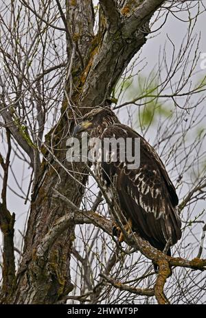 Juvenile Bald Eagle - Haliaeetus leucocephalus Stock Photo