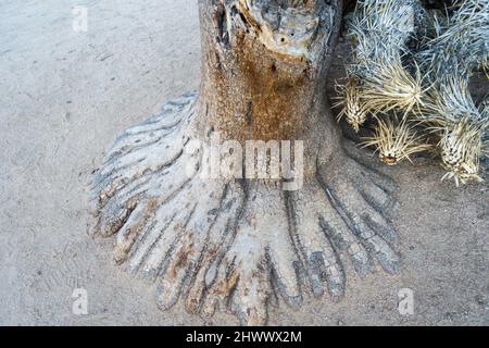 Barren Sonora Desert Plant Exposed Roots Resembling Human Finger Foot Scenic Barker Dam Hiking Trail Joshua Tree National Park California Southwest US Stock Photo