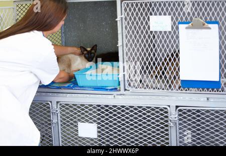 Taking the best care of your animals. A female vet carefully putting a Siamese cat patient into its cage. Stock Photo