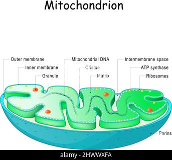 Mitochondrion anatomy. Structure, components and organelles. cross-section of mitochondria. Vector illustration Stock Vector