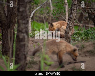 Fox cubs playing around their den Stock Photo