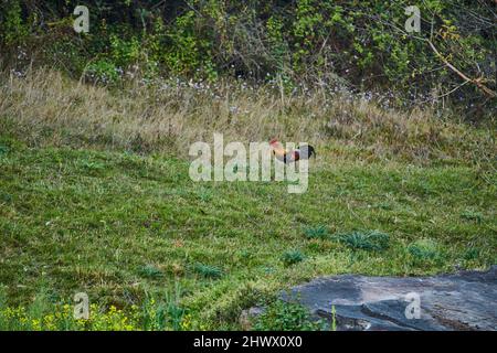 A red jungle fowl on the edges of farm land in Sidhpur, Himachal Pradesh, India Stock Photo