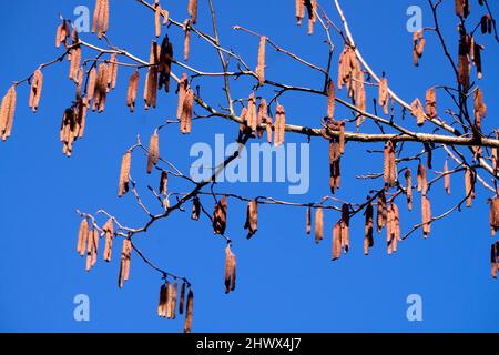 The young blooming long catkins on alder tree branches in early spring Stock Photo