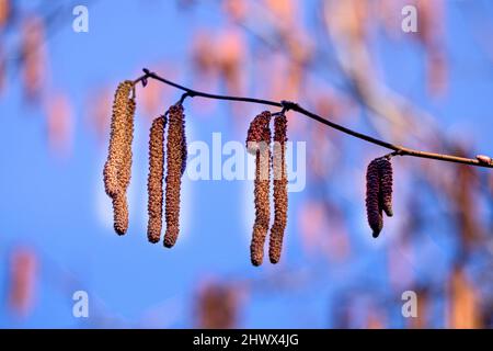 The young blooming long catkins on alder tree branches in early spring Stock Photo