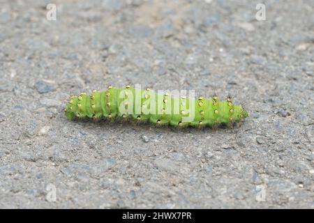 Closeup on a large bright green, spiky caterpillar of the Emperor moth, Saturnia pavonia crossing the road Stock Photo