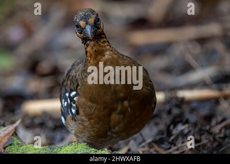 Red-breasted partridge also known as the Bornean hill-partridge It is endemic to hill and montane forest in Borneo Stock Photo