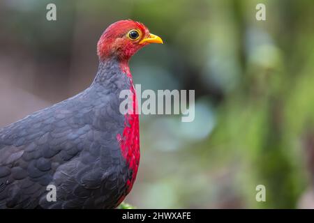 Crimson-headed partridge on deep jungle rainforest, It is endemic to the island of Borneo Stock Photo