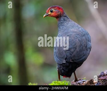 Crimson-headed partridge on deep jungle rainforest, It is endemic to the island of Borneo Stock Photo