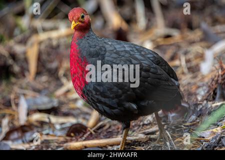 Crimson-headed partridge on deep jungle rainforest, It is endemic to the island of Borneo Stock Photo