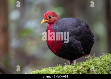 Crimson-headed partridge on deep jungle rainforest, It is endemic to the island of Borneo Stock Photo