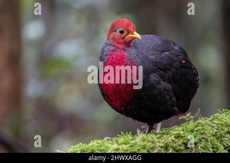 Crimson-headed partridge on deep jungle rainforest, It is endemic to the island of Borneo Stock Photo