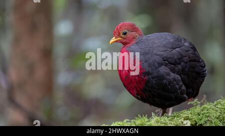 Crimson-headed partridge on deep jungle rainforest, It is endemic to the island of Borneo Stock Photo