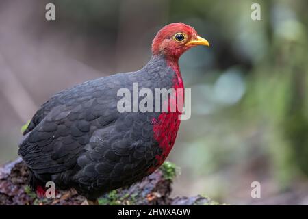 Crimson-headed partridge on deep jungle rainforest, It is endemic to the island of Borneo Stock Photo