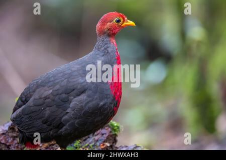 Crimson-headed partridge on deep jungle rainforest, It is endemic to the island of Borneo Stock Photo