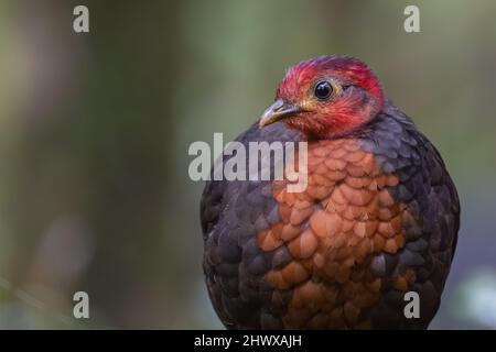 Crimson-headed partridge on deep jungle rainforest, It is endemic to the island of Borneo Stock Photo