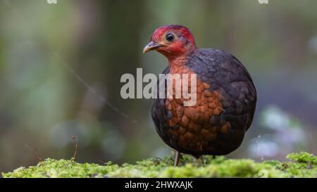 Crimson-headed partridge on deep jungle rainforest, It is endemic to the island of Borneo Stock Photo