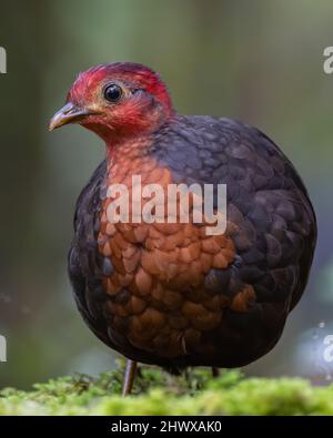 Crimson-headed partridge on deep jungle rainforest, It is endemic to the island of Borneo Stock Photo