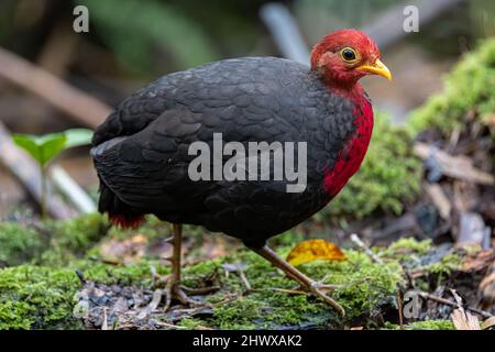 Crimson-headed partridge on deep jungle rainforest, It is endemic to the island of Borneo Stock Photo