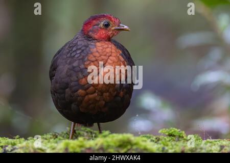 Crimson-headed partridge on deep jungle rainforest, It is endemic to the island of Borneo Stock Photo