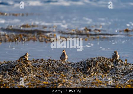 Purple sandpiper group over the ocean shore Stock Photo