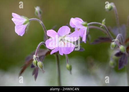Geranium maculatum 'Espresso' (Cranesbill) Stock Photo