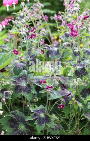 Geranium phaeum 'Samobor' (Cranesbill) Stock Photo