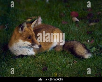 A sleek, handsome urban fox has its rest in a residential garden disturbed by the night noise of the city. Stock Photo