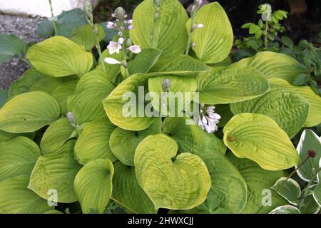 Hosta 'August Moon' (Plantain lily) Stock Photo