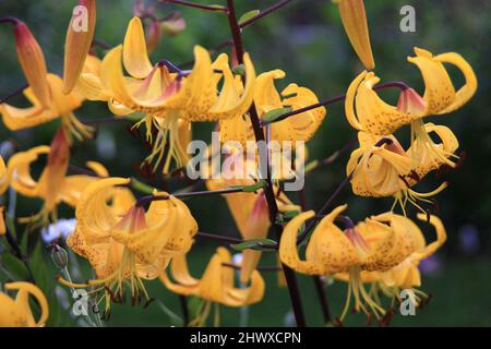 Lilium citronella (Asiatic lily) Stock Photo