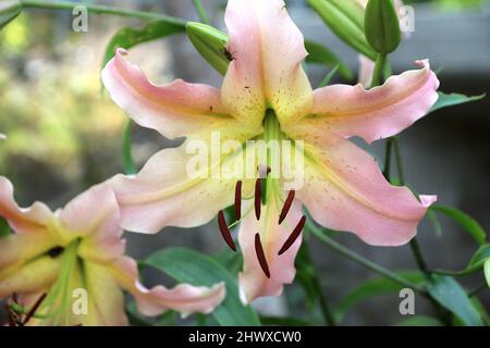 Lilium 'Elusive' (Oriental/Trumpet lily) Stock Photo