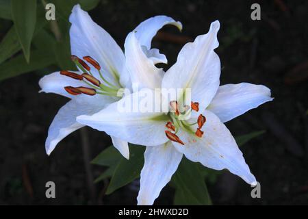 Lilium 'Muscadet' (Oriental lily) Stock Photo