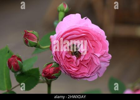 Rosa 'Louise Odier' (Bourbon) Stock Photo