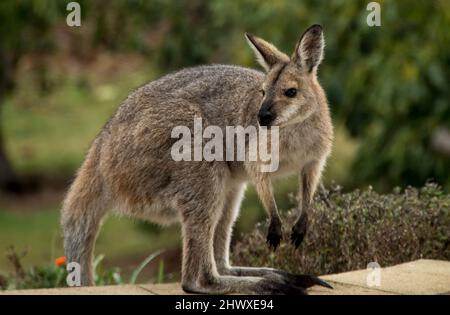 Young wild red-necked wallaby (Macropus rufogriseus) visiting a private Australian garden in Queensland. Inquisitive and looking around. Stock Photo