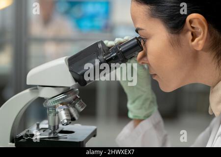 Young female scientist in protective gloves looking in microscope while studying new chemical substance and its characteristics Stock Photo