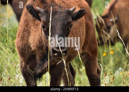 Adorable American buffalo calf up close and personal  in a field. Stock Photo