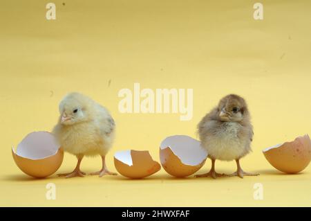 Just arrived ….two chicks stand in between halves of two broken egg shells Stock Photo