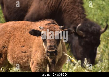 Fantastic capture of a bison calf's face up close and personal. Stock Photo