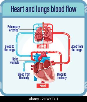 Diagram showing blood flow of human heart illustration Stock Vector