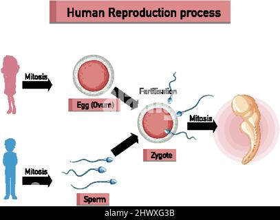 Human Reproduction process infographic illustration Stock Vector