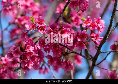 Purple cherry blossoms on a blue sky background Stock Photo