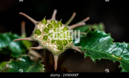 Dorstenia foetida flower as reproductive structure. Star-shaped succulent flower Stock Photo