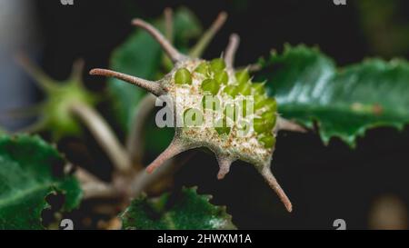 Dorstenia foetida flower as reproductive structure. Star-shaped succulent flower Stock Photo